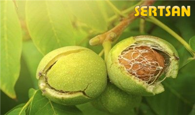 Ceviz Ağacı Sulaması
